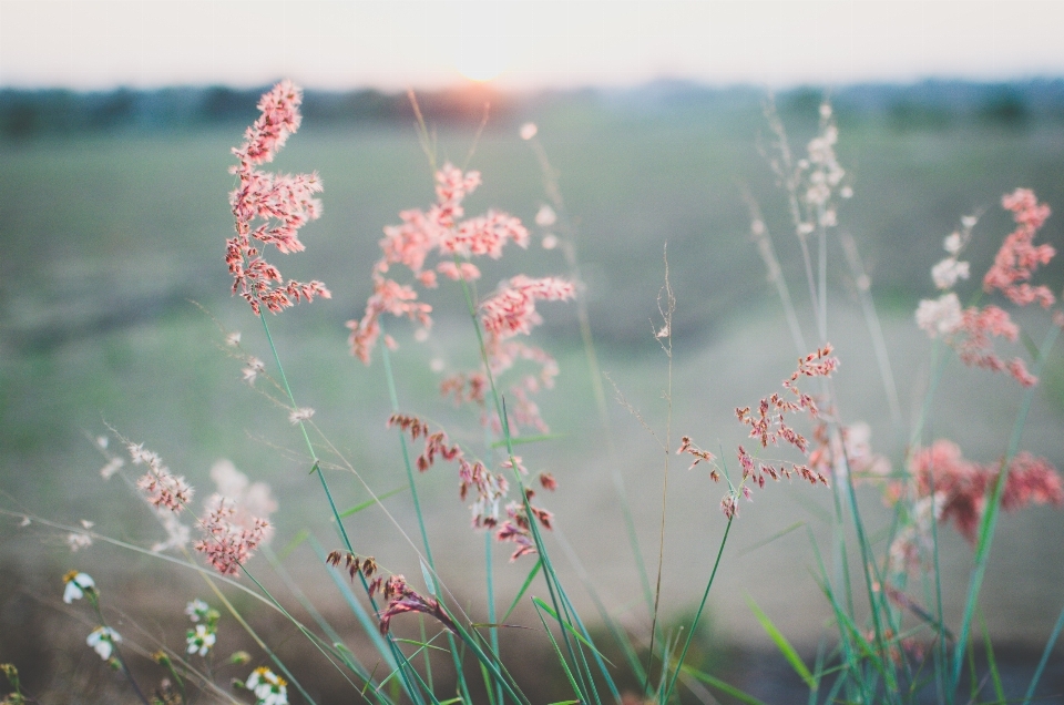 Water nature grass branch