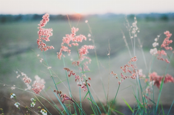 Water nature grass branch Photo