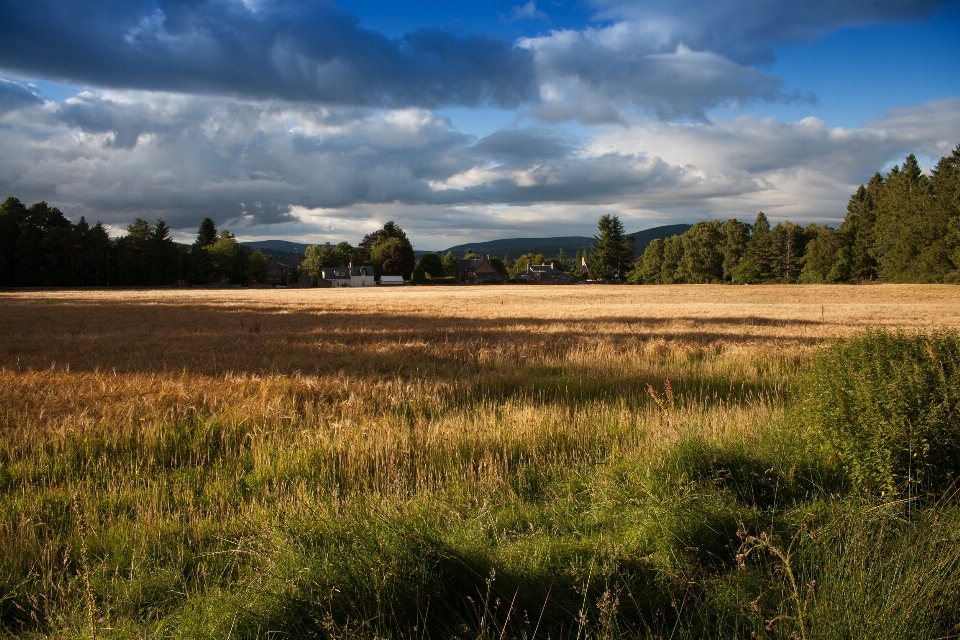 Landschaft baum natur gras