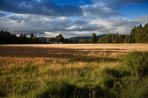 Landscape tree nature grass Photo