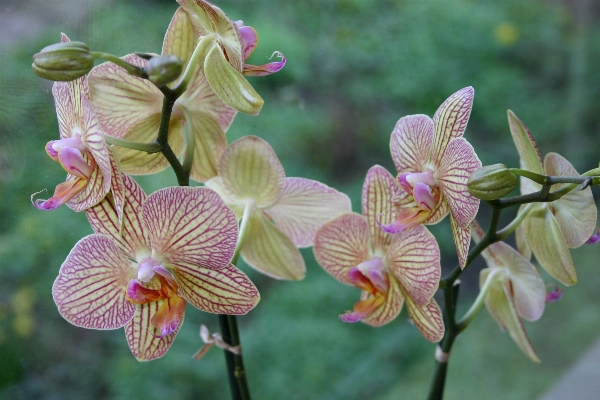 Plant flower bloom botany Photo