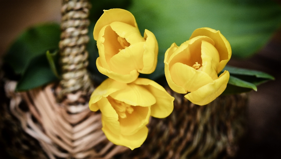 Nature blossom plant photography