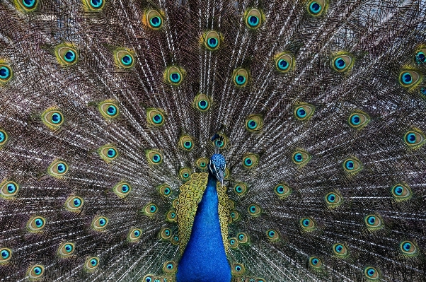 Photo Oiseau aile animal faune