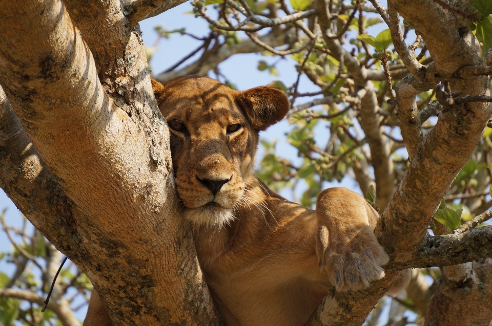 Tree branch animal female