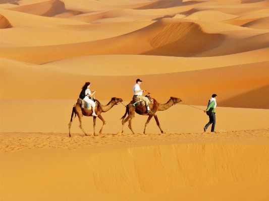 Landscape sand desert camel Photo