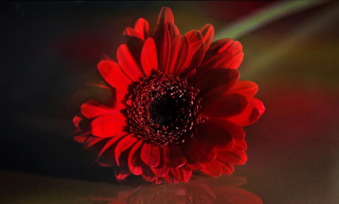 Blossom plant flower petal Photo