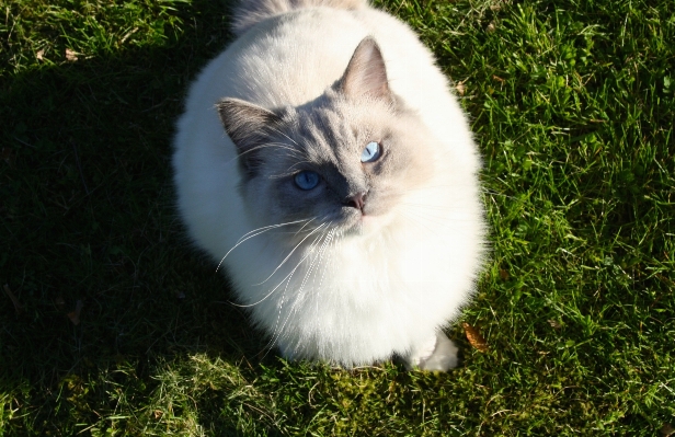 Foto Erba animale pelliccia gattino