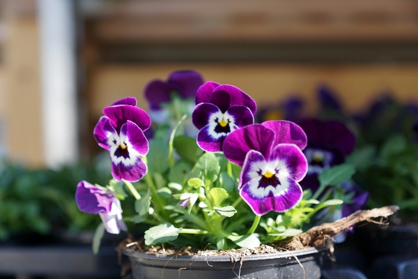 植物 花 紫 花弁 写真