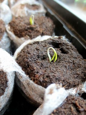 Nature growth plant farm Photo