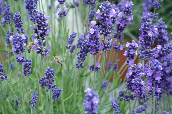 Nature plant meadow flower Photo