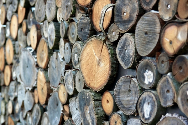 Tree branch wood grain Photo