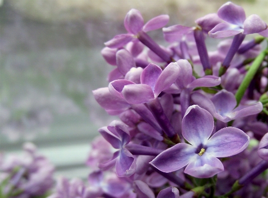 Nature blossom plant flower Photo