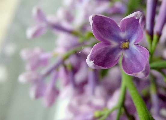 Nature blossom plant flower Photo