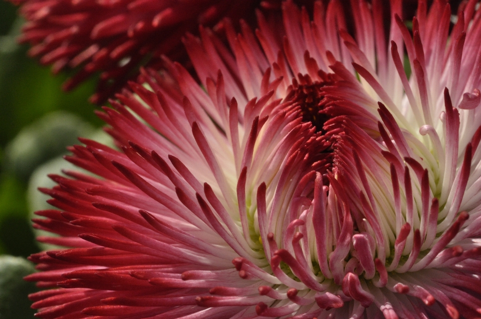 Nature blossom abstract plant