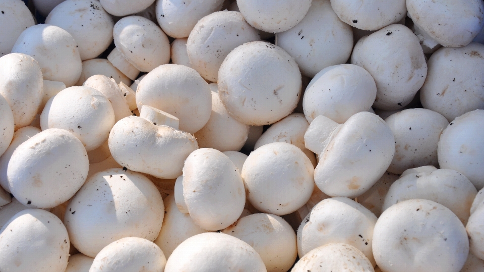 Alimento champiñón hongo
 agaricus
