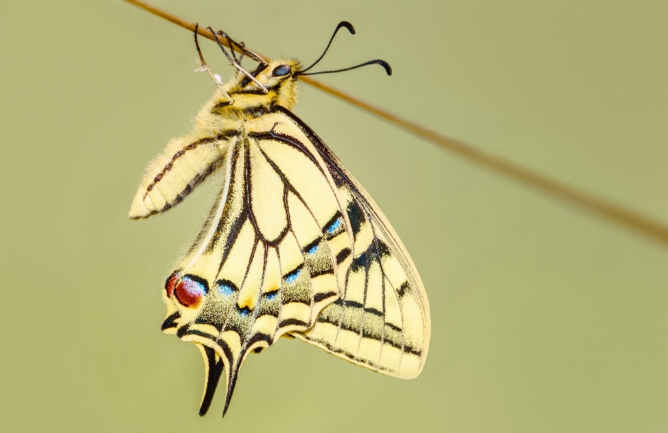 Natura skrzydło zakład fotografia