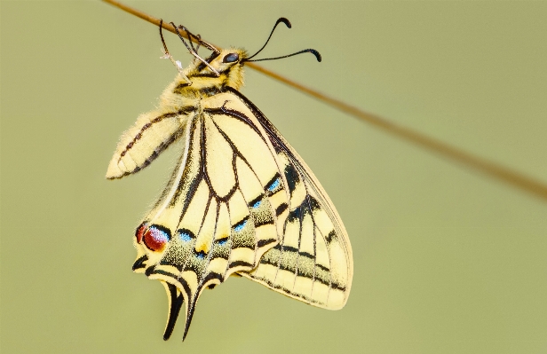 Foto Natureza asa plantar fotografia