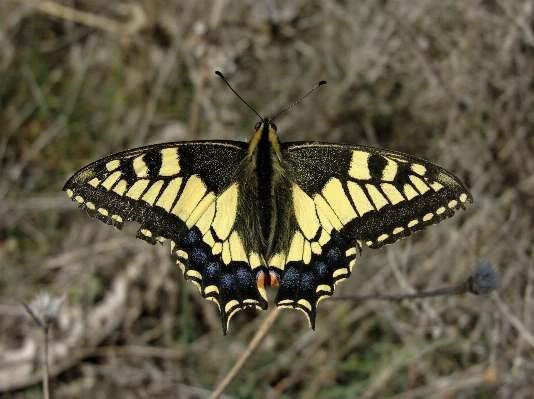 Foto Natureza asa plantar folha