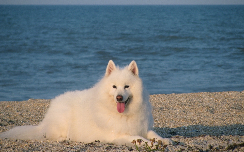 Beach sea ocean white