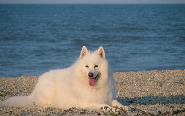 Beach sea ocean white Photo