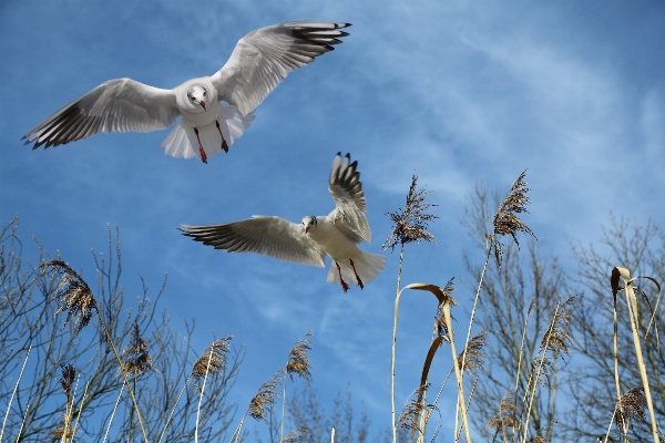 Photo Nature oiseau aile usine