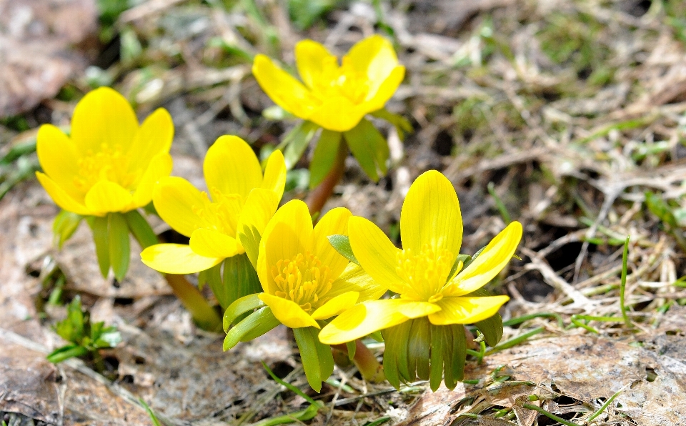 Nature fleurir usine prairie
