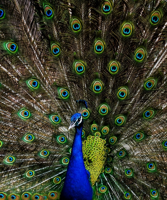 Natura uccello ala struttura