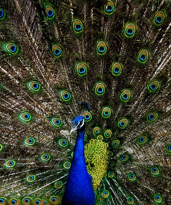 Nature bird wing texture Photo