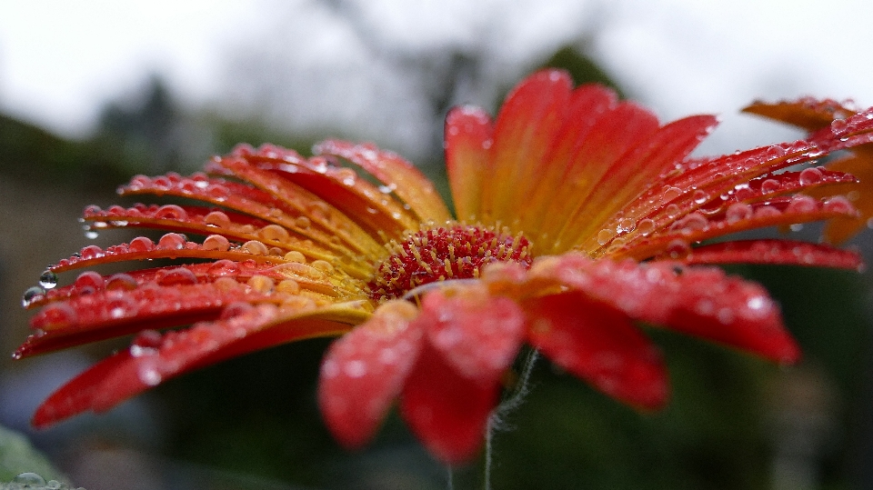 自然 花 植物 写真撮影