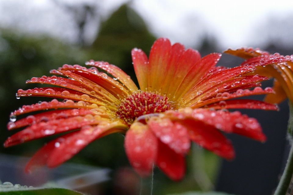 Nature blossom plant photography