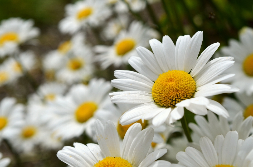 Bokeh
 planta blanco campo