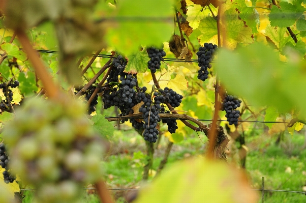 Tree branch plant grape Photo