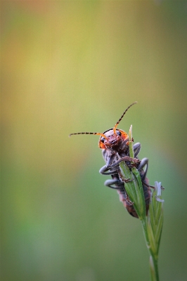 Nature photography flower animal Photo