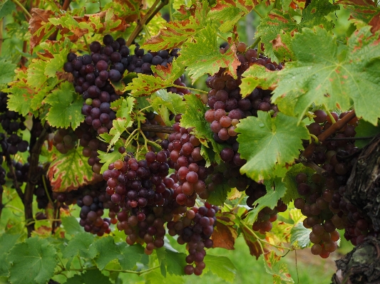 Plant grape vineyard fruit Photo