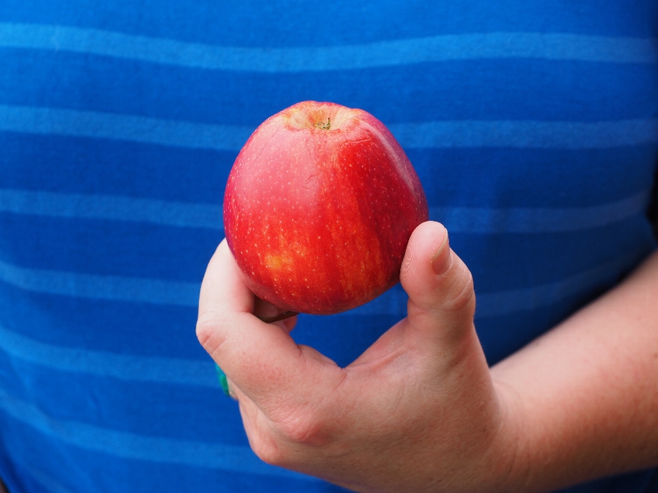 Hand apple plant fruit