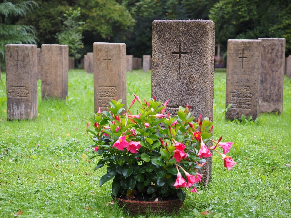 Césped flor cementerio jardín