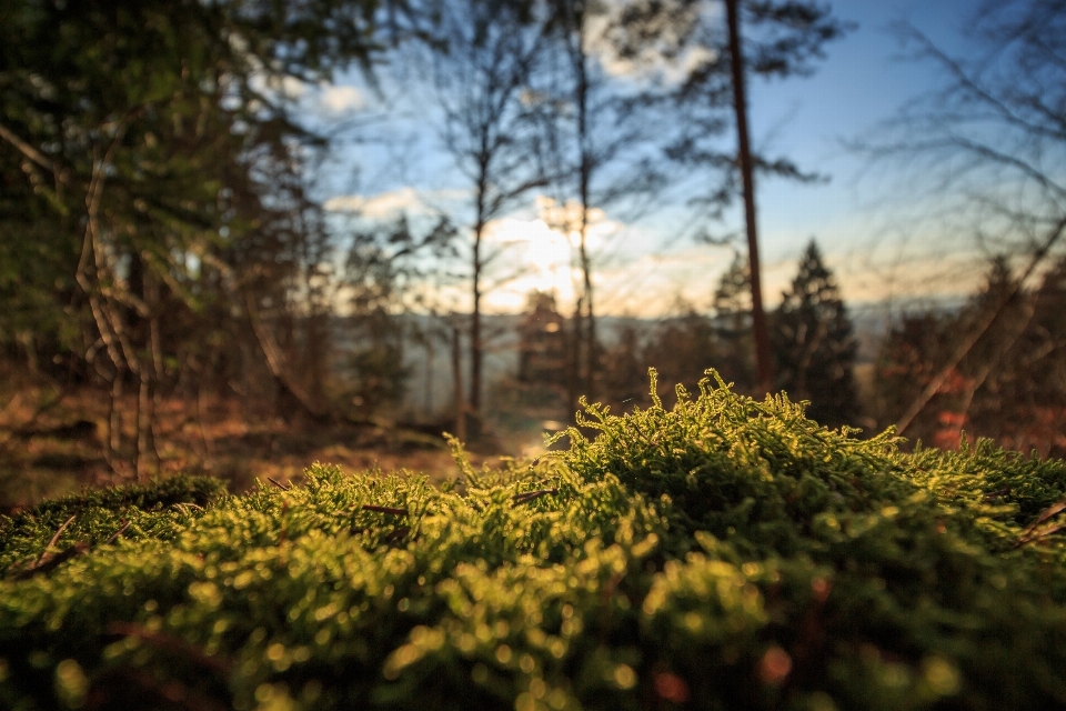 Paesaggio albero natura foresta