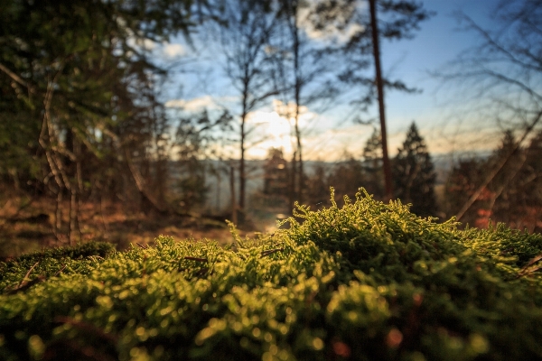 Foto Lanskap pohon alam hutan