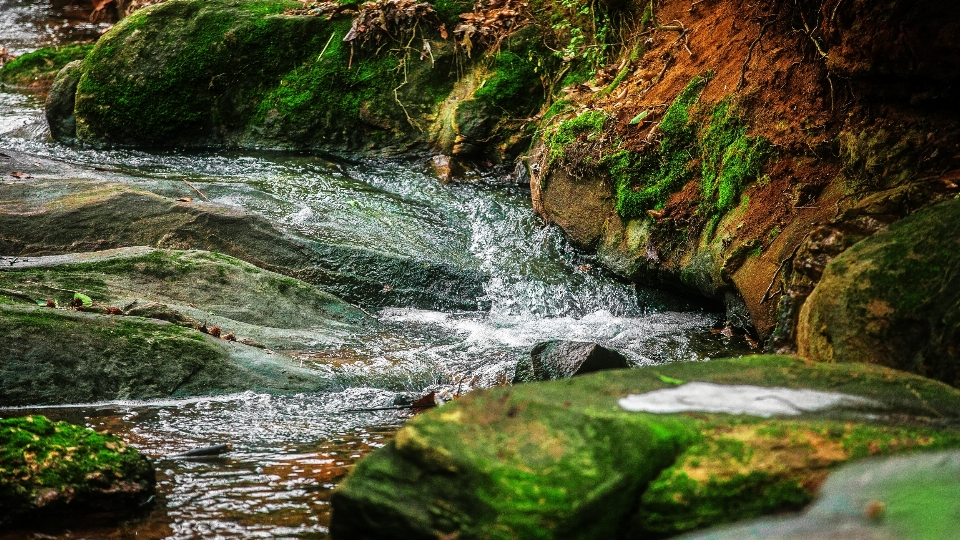 Paisagem árvore água natureza