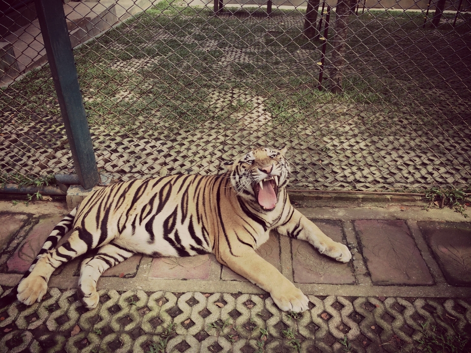 Animal wildlife zoo mammal