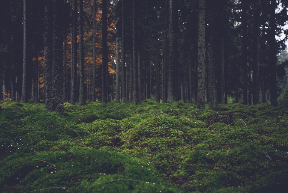 Albero natura foresta erba