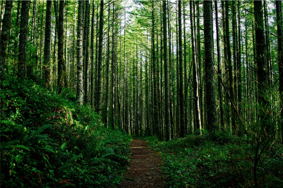 Arbre nature forêt bifurquer