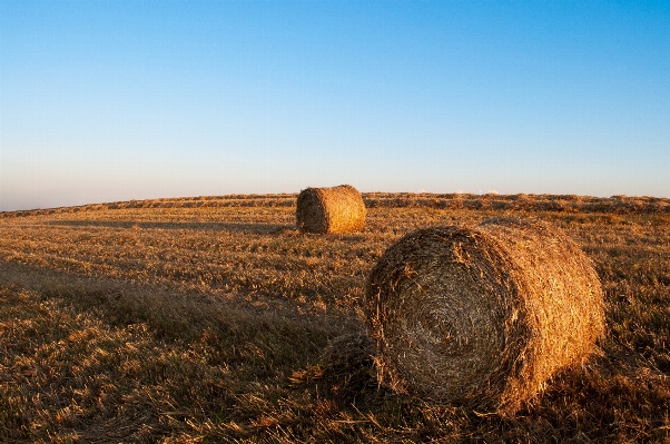 Landscape grass horizon plant Photo