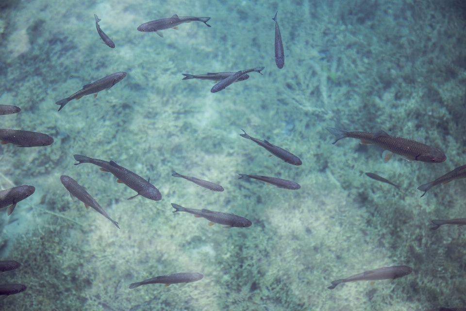 Mar água oceano animais selvagens