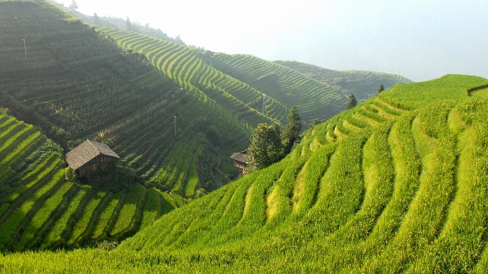 Landscape vineyard field hill Photo