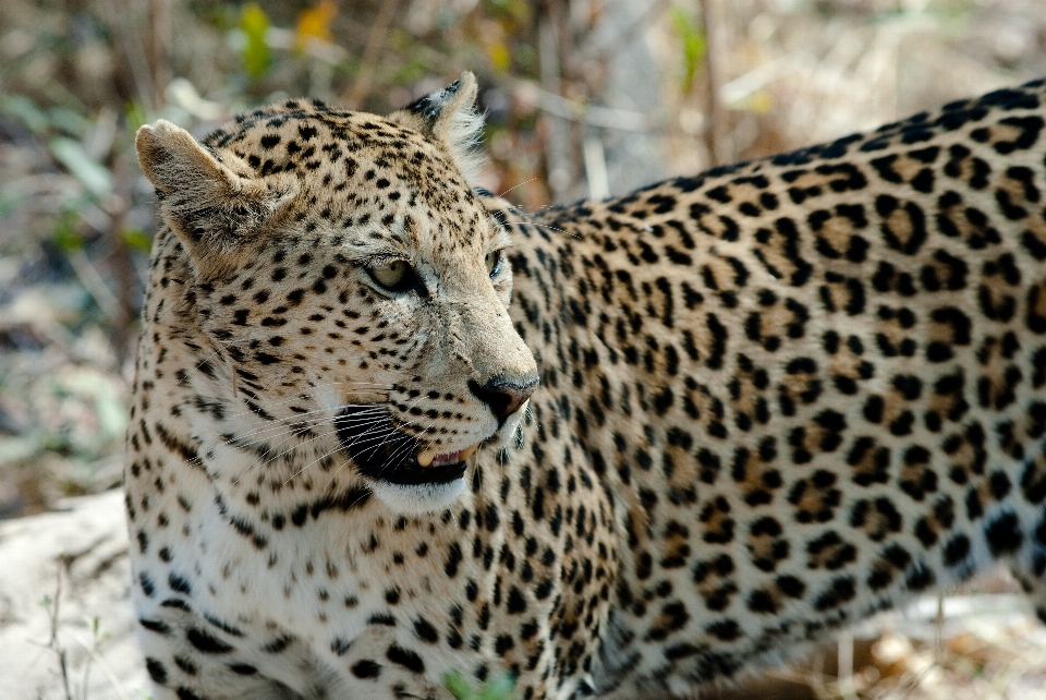 Animais selvagens jardim zoológico gato mamífero