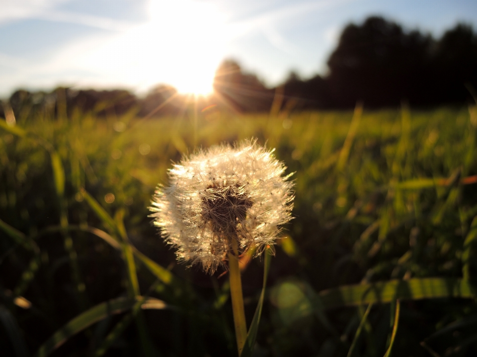 Nature grass plant field