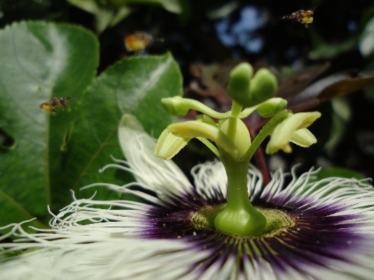 Nature blossom plant flower Photo