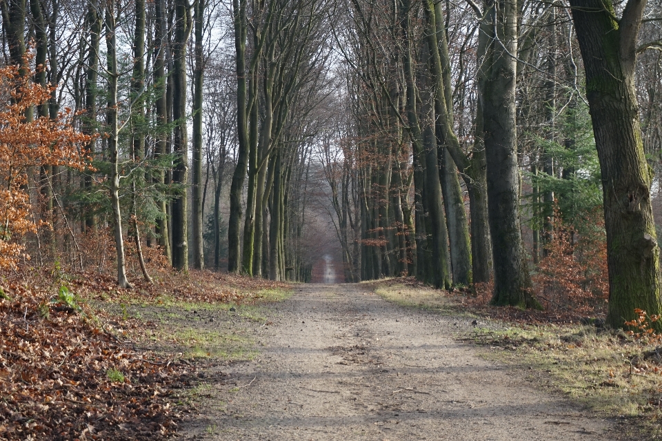 Drzewo natura las ścieżka