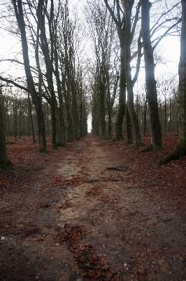 Landscape tree nature forest Photo